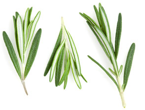 [ rosemary ] ~ from Monterey Bay Herb Company