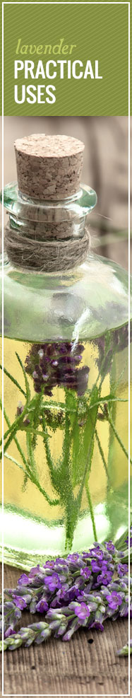 [ The Lure of Lavender: Practical Uses, Old and New ] ~ from Monterey Bay Spice