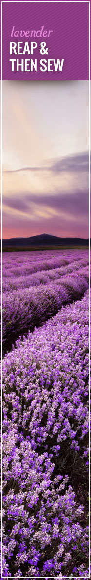 [ The Lure of Lavender: Reap and Sew ] ~ from Monterey Bay Spice