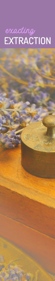 [ Tinkering with Tinctures - Extracting Extraction ] ~ from Monterey Bay Spice