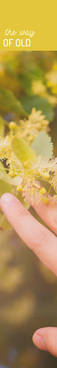 [ Tinkering with Tinctures - The Way of Old ] ~ from Monterey Bay Spice