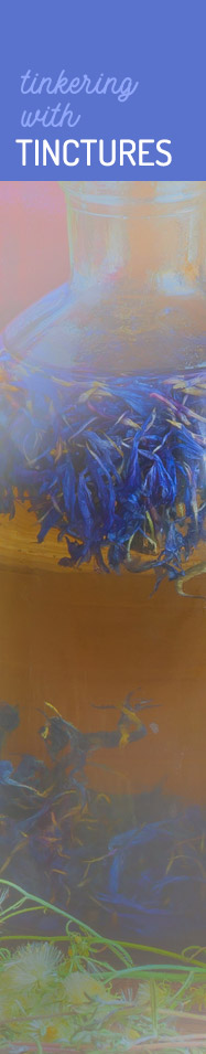 [ Tinkering with Tinctures ] ~ from Monterey Bay Spice