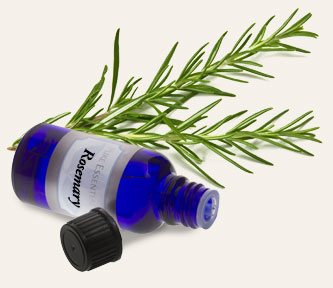 Bulk Rosemary (Spanish) Essential Oil | Monterey Bay Herb Co