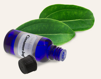 Bulk Cinnamon Leaf Essential Oil ~ Monterey Bay Herb Co
