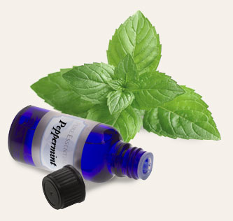Bulk Peppermint Essential Oil ~ Monterey Bay Herb Co