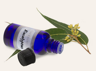 Bulk Eucalyptus Essential Oil ~ Monterey Bay Herb Co