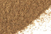 Cornsilk, powder image