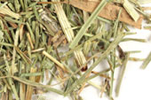 Horsetail (Shavegrass), c/s, wild crafted image