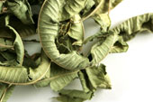 Lemon verbena leaf, whole image