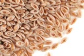 Psyllium seed , whole, organic image