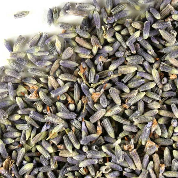 Lavender flower (Ultra), strong blue color