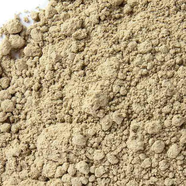 Angelica root, powder