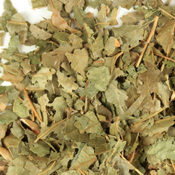 Witch hazel leaf, c/s, wild crafted