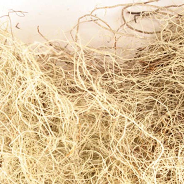 Usnea lichen, whole, wild crafted