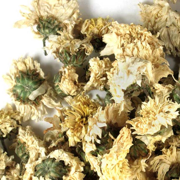 Chrysanthemum flowers, whole