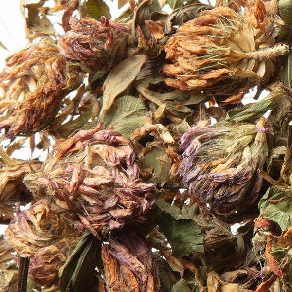 Red clover tops, whole Organic