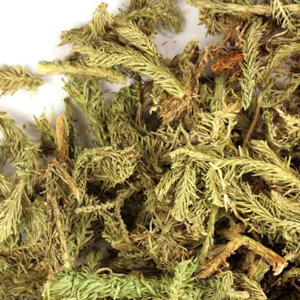 Club moss, c/s, wild crafted