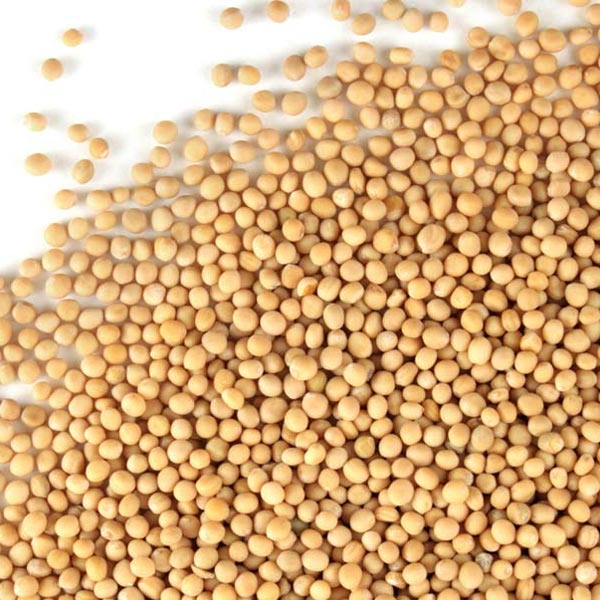 Mustard seed, yellow, whole