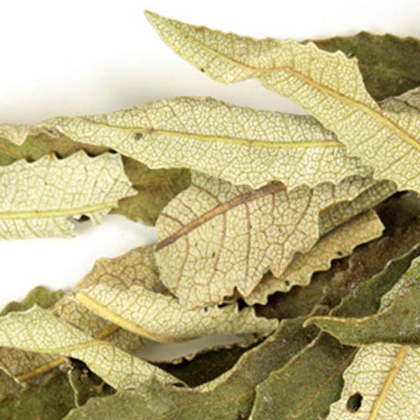 Yerba santa leaf, whole, wild crafted
