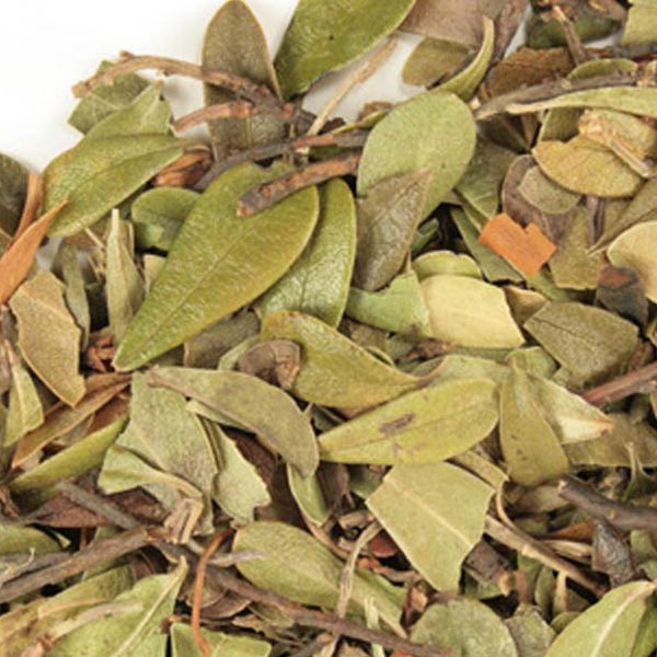 Uva ursi leaf, whole, wild crafted
