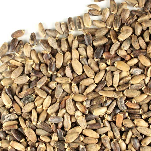 Milk thistle seed, whole Organic
