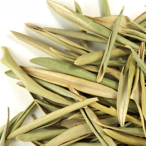 Olive leaf, whole