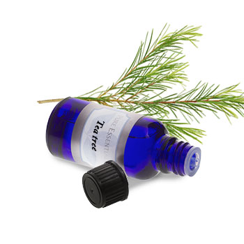Tea Tree (Australia)