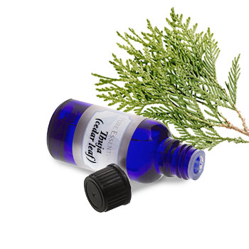 Thuja (Cedar Leaf)