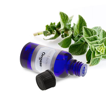 Oregano