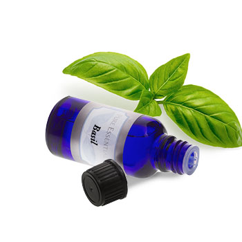 Basil