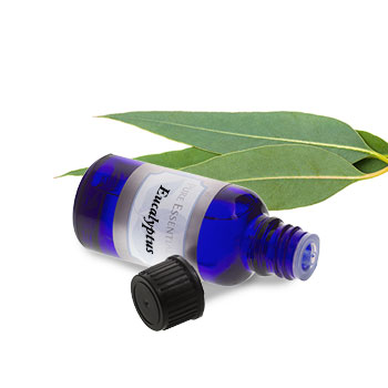 Eucalyptus