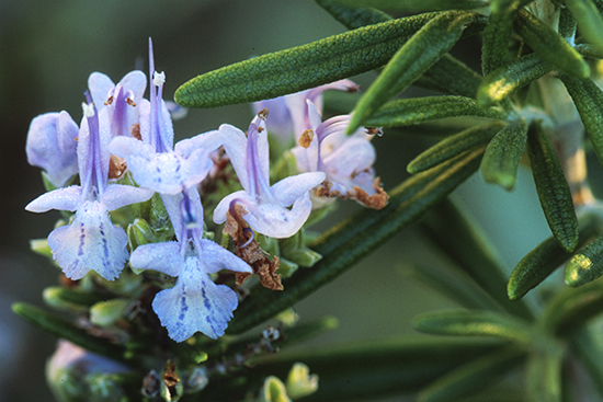 Rosemary