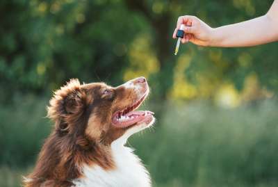 Beneficial and Safe Herbs to Boost Your Dog’s Well-being