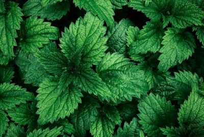 Rooted in Spring: Botanicals & Herbs for Seasonal Formulations