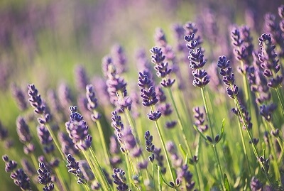 Sourcing Spotlight:  Lavender for Food & Beverage