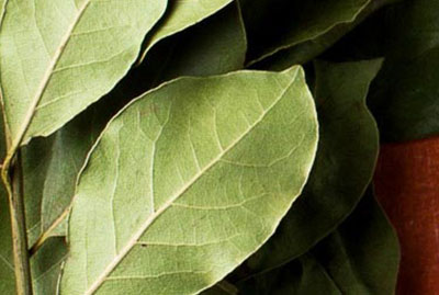 Appreciating Herbal Holidays