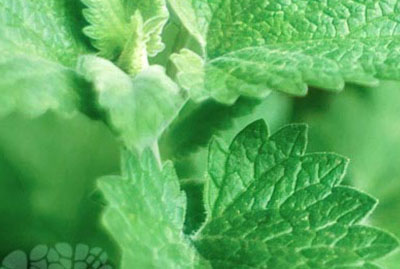 Magnificent Mint