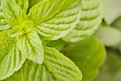 05 Tinkering with Tinctures