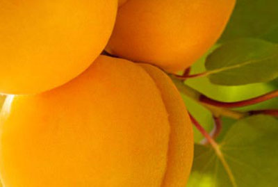 Apricot Kernel Oil: Uses and Benefits