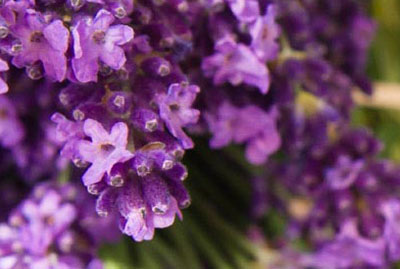 The Lure of Lavender