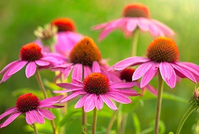 Echinacea