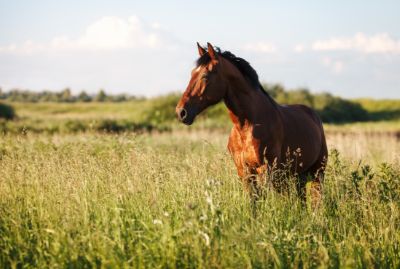 Horses