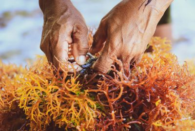 Kelp