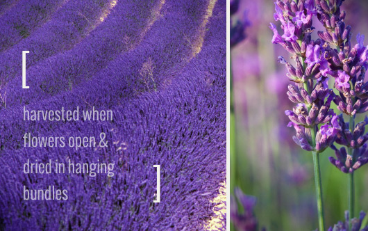 Lavender Habitat, thrives on little water in sunny, open areas