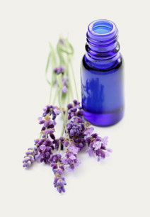 Lavender Essential Oil, the herb with a peppery fragrance and potent therapeutic properties