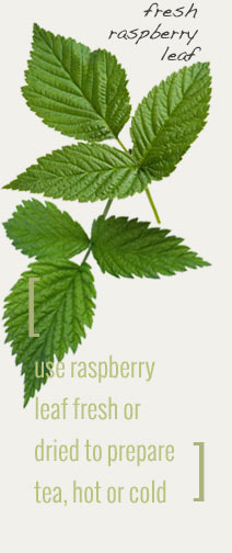 Fresh Raspberry Leaf, can be infused like tea