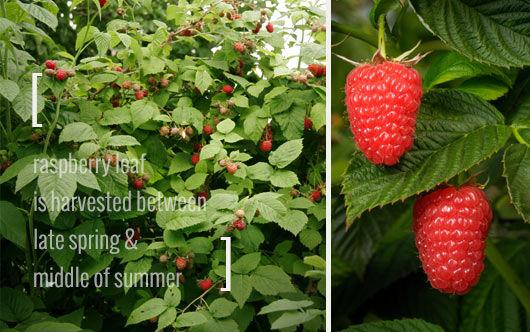 Raspberry Habitat, thrives in full sun