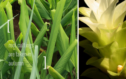 Turmeric Habitat, related to ginger and boasting 2 foot roots