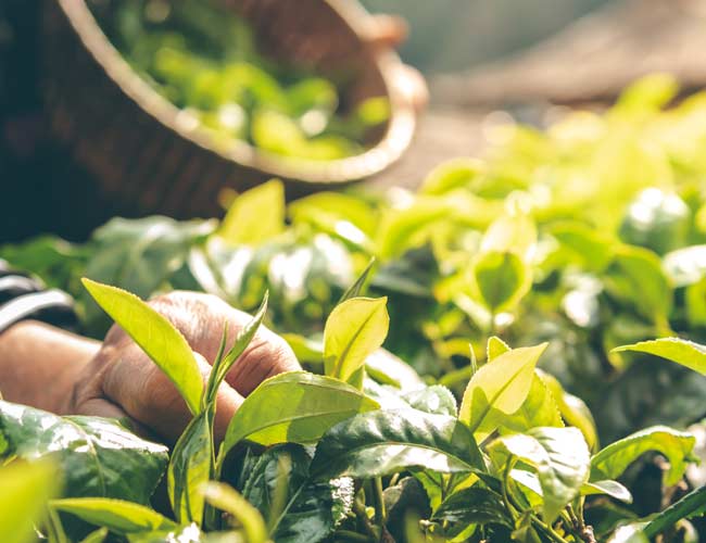 herbal certifications