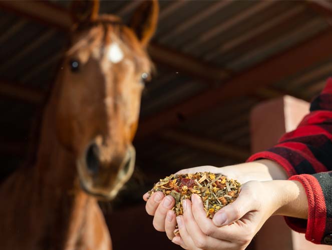 Pet & Animal business services